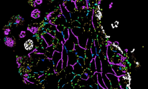 Europe’s Push Toward Human-Relevant Alternatives